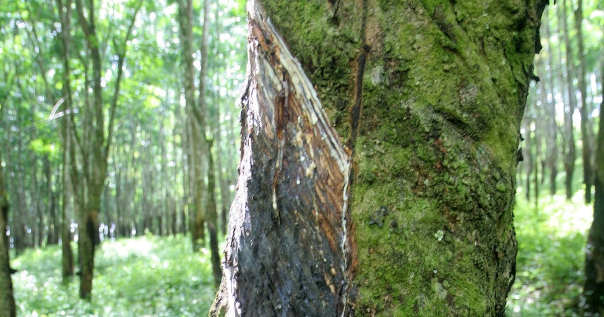 Meet A Tree The Rubber Tree Hevea brasiliensis