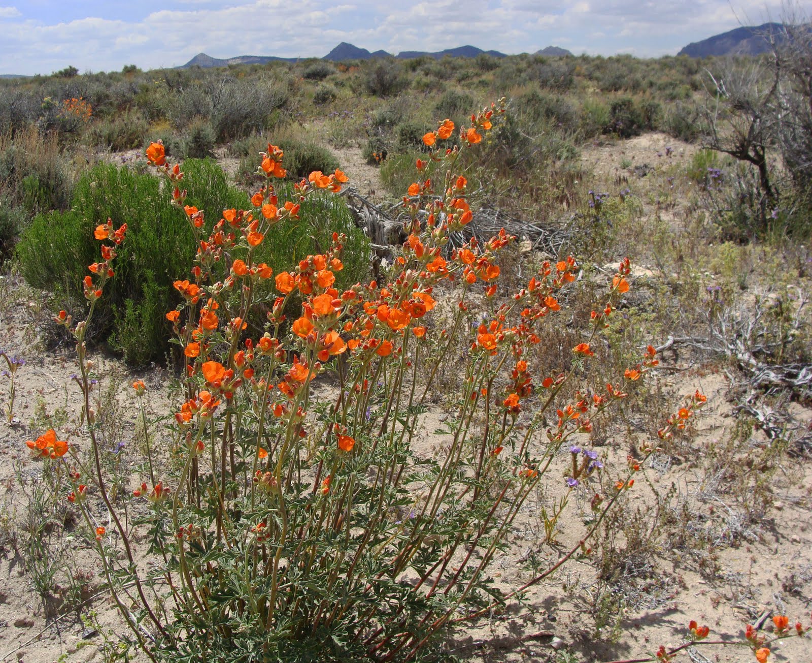 Urth Picture Post Western Utah Flowers