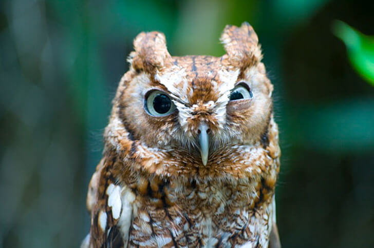 26 Adorable Pictures Of Angry Animals