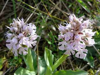 ORQUÍDIES DE MENORCA