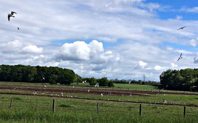 Gulls over a newly turn field