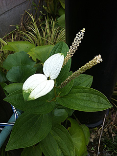 ハンゲショウ／カタシログサ