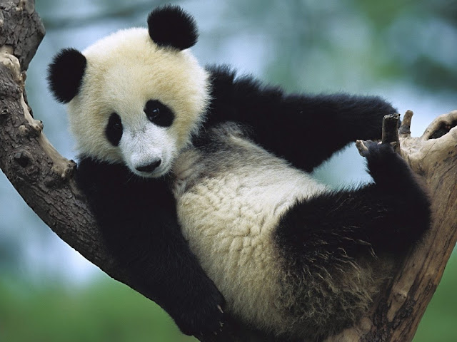 panda bears pictures