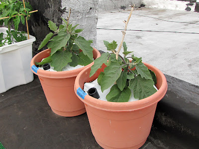 Bucolic Bushwick Rooftop Vegetable Garden Eggplants