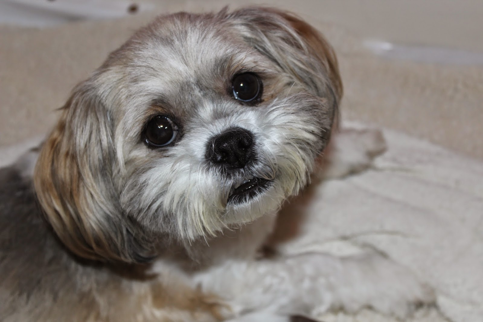 Lhasa Apso Penny's Pups from birth to new homes 7 day old lhasa apso