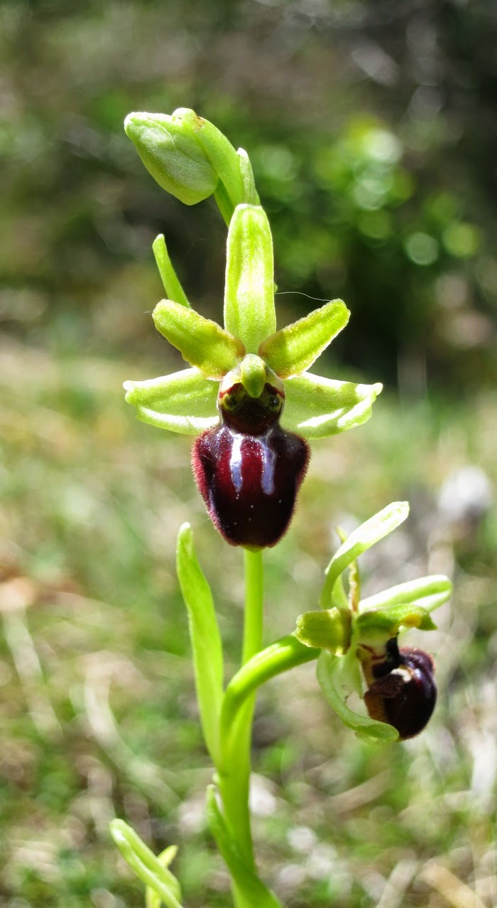 ophrys araignée Ophrys araignée