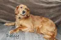 Daisy F1 Mini Goldendoodle