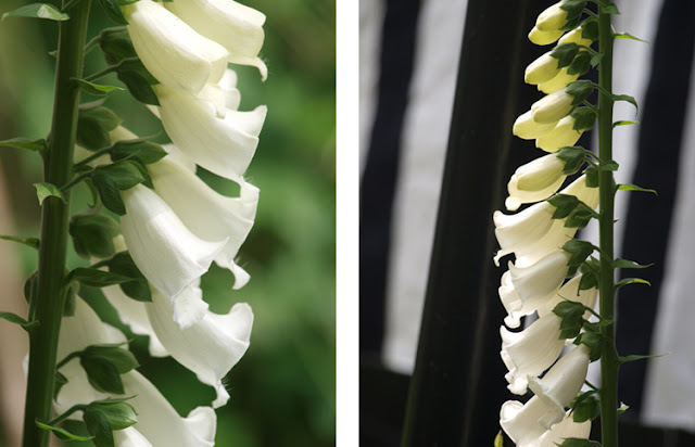 Hvid digitalis danner smukke spir i haven