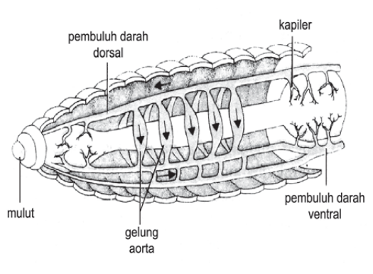Peredaran darah cacing tanah Peredaran darah cacing tanah