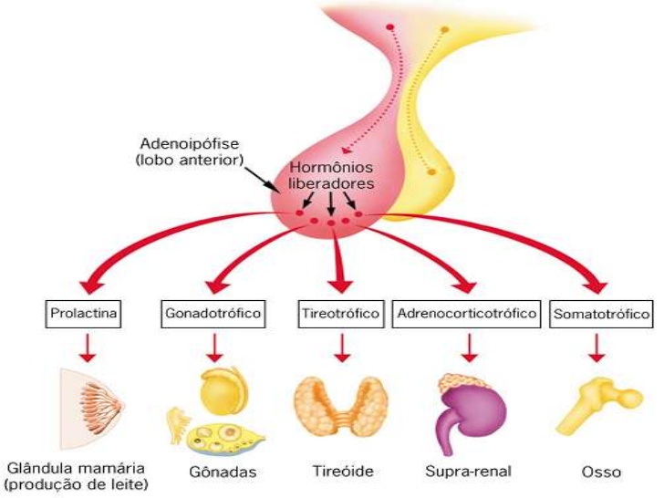 Nutrição Hormônios do sistema endócrino Nutrição Hormônios do sistema endócrino