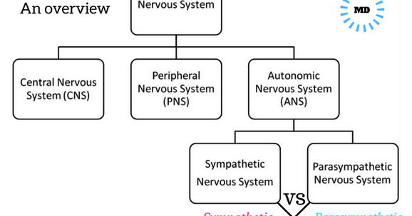 9 Differences between Sympathetic Nervous system and Parasympathetic