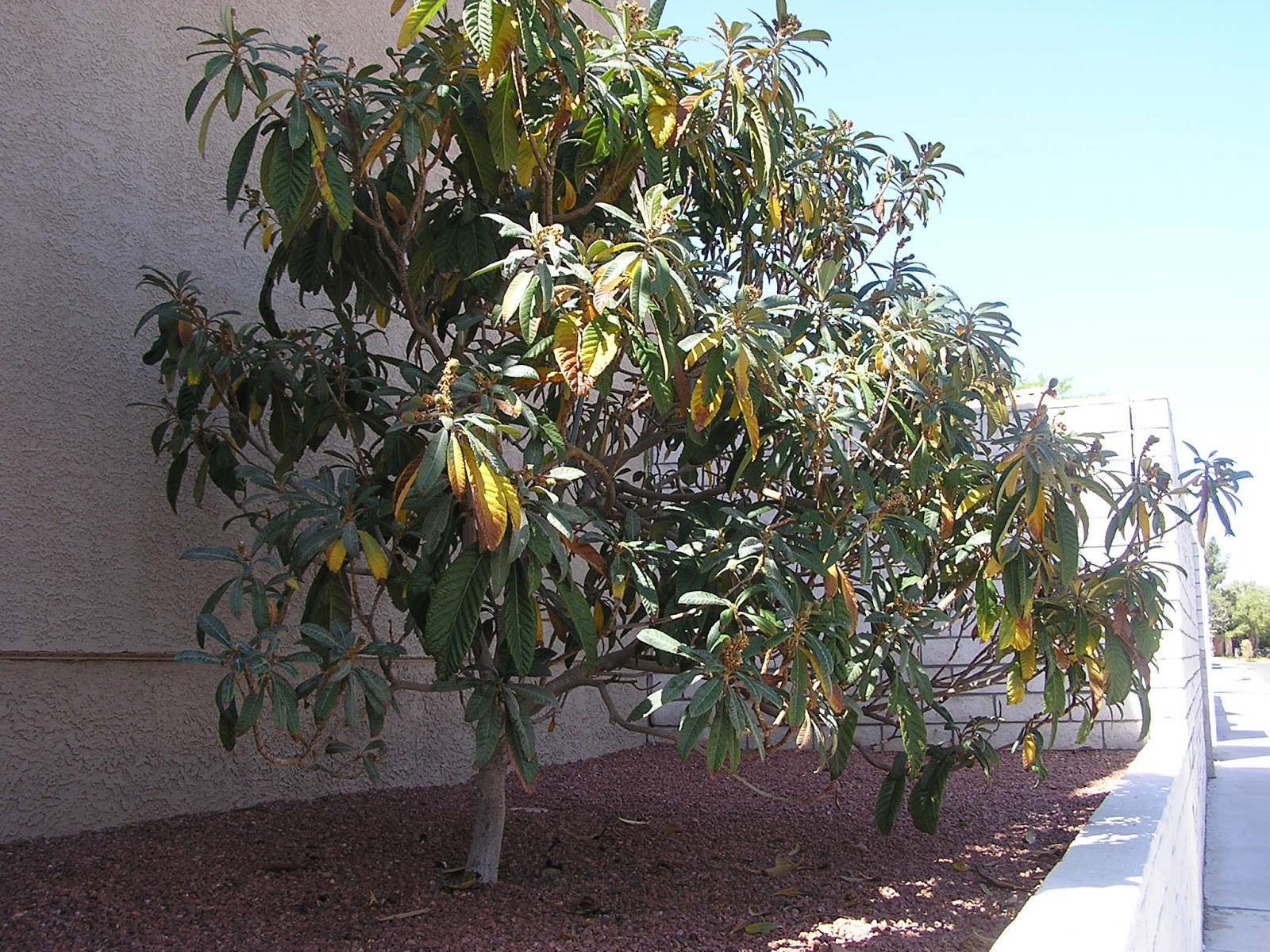 Xtremehorticulture of the Desert: 21 April 2013