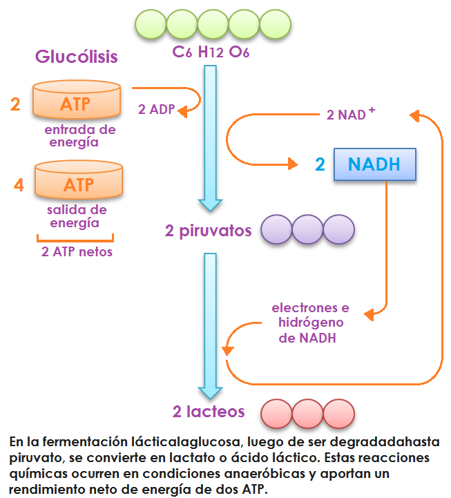 Respiración Celular, Glucólisis Banco de Preguntas de Biología