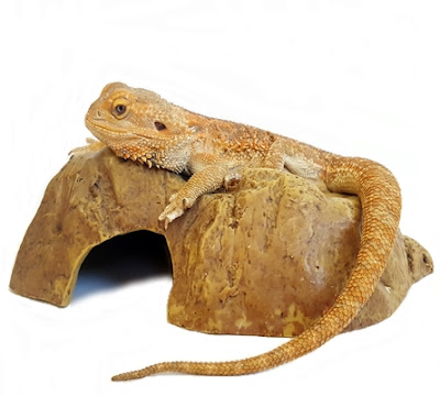 Bearded dragon names