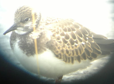 Karikukko, Arenaria interpres, Ruddy Turnstone