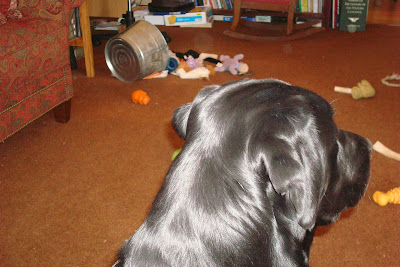 Picture of Al in a sit, looking at all the toys out in front of him (the toy bucket is knocked over - and completely empty, but Al isn't playing with a single toy)