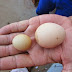 REGIÃO / MAIRI: Galinha põe ovo que mais parece ser de uma codorna