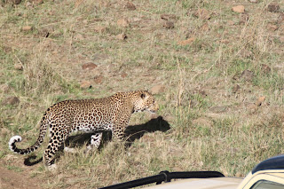 Safari en el Masai Mara - Mi Gran Safari 2013 (5)