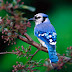 Free Blue Bird Nature Wallpaper Free