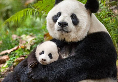 Panda - Animals That Start With P Panda - Animals That Start With P