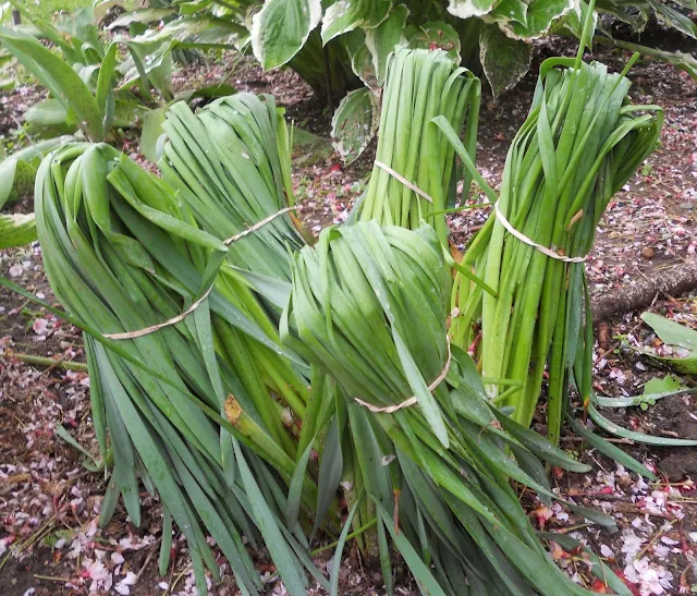 Caring for daffodil leaves
