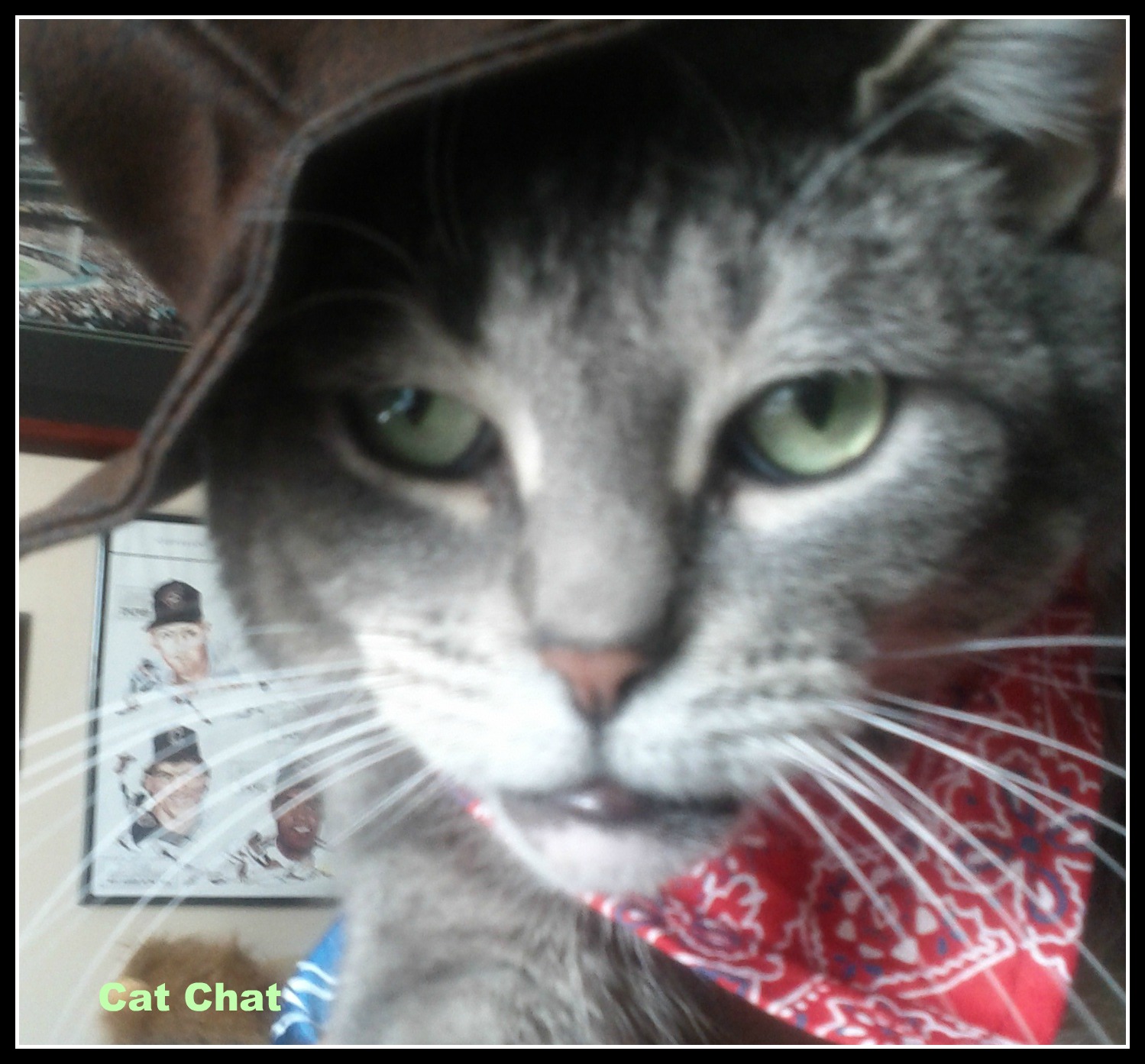 Cat and DOG Chat With Caren PetSmart Halloween Costumes & "Monster