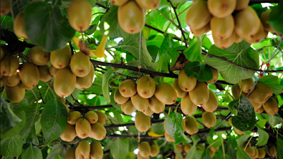 kiwi fruit farming