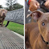 Aveugle, ce chien est abandonné sur un banc de parc, mais ce n’est pas le plus triste!