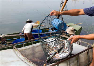 Bisnis Budidaya Ikan Patin Bisnis Budidaya Ikan Patin