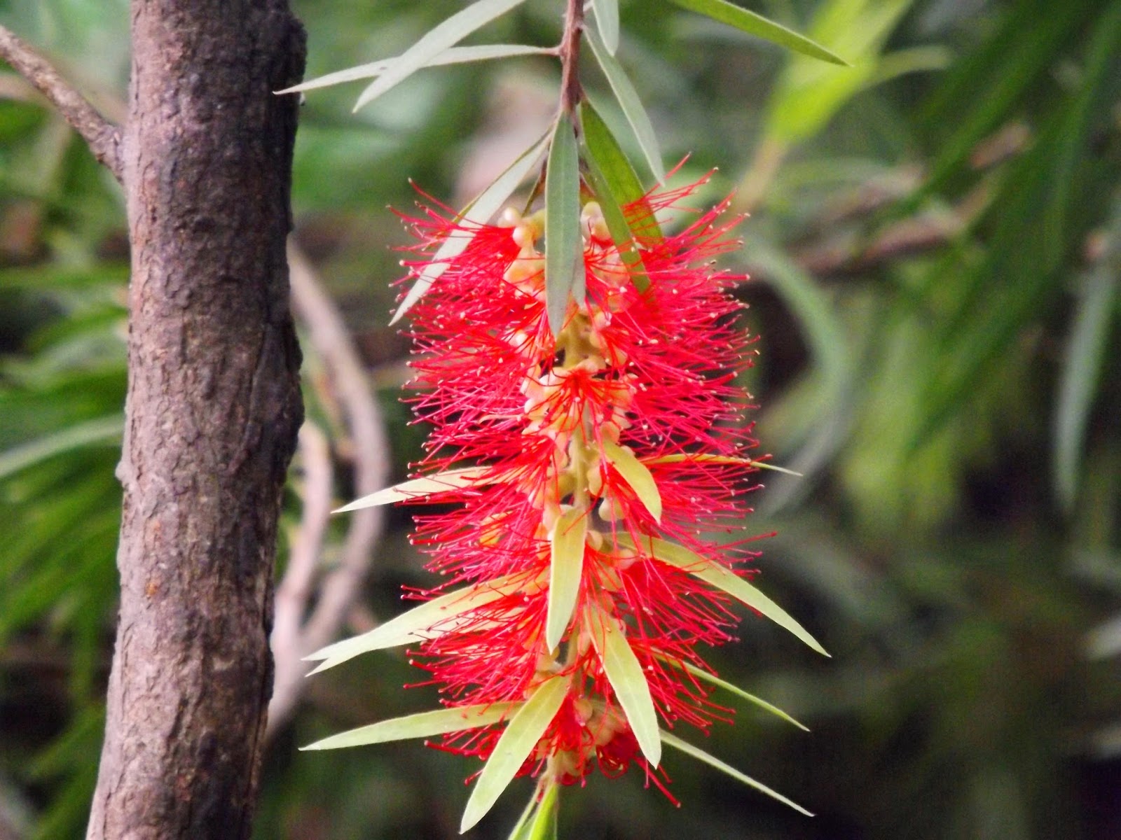 1 Buy Stiff Bottle Brush Tree Seeds 60pcs Plant Callistemon