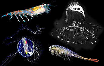 z i e z a r i a n: Zooplankton Pemberi Kehidupan di Laut