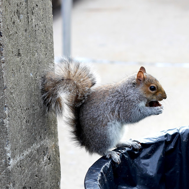 Squirrels of New York City | Linzer Lane Blog Squirrels of New York City | Linzer Lane Blog