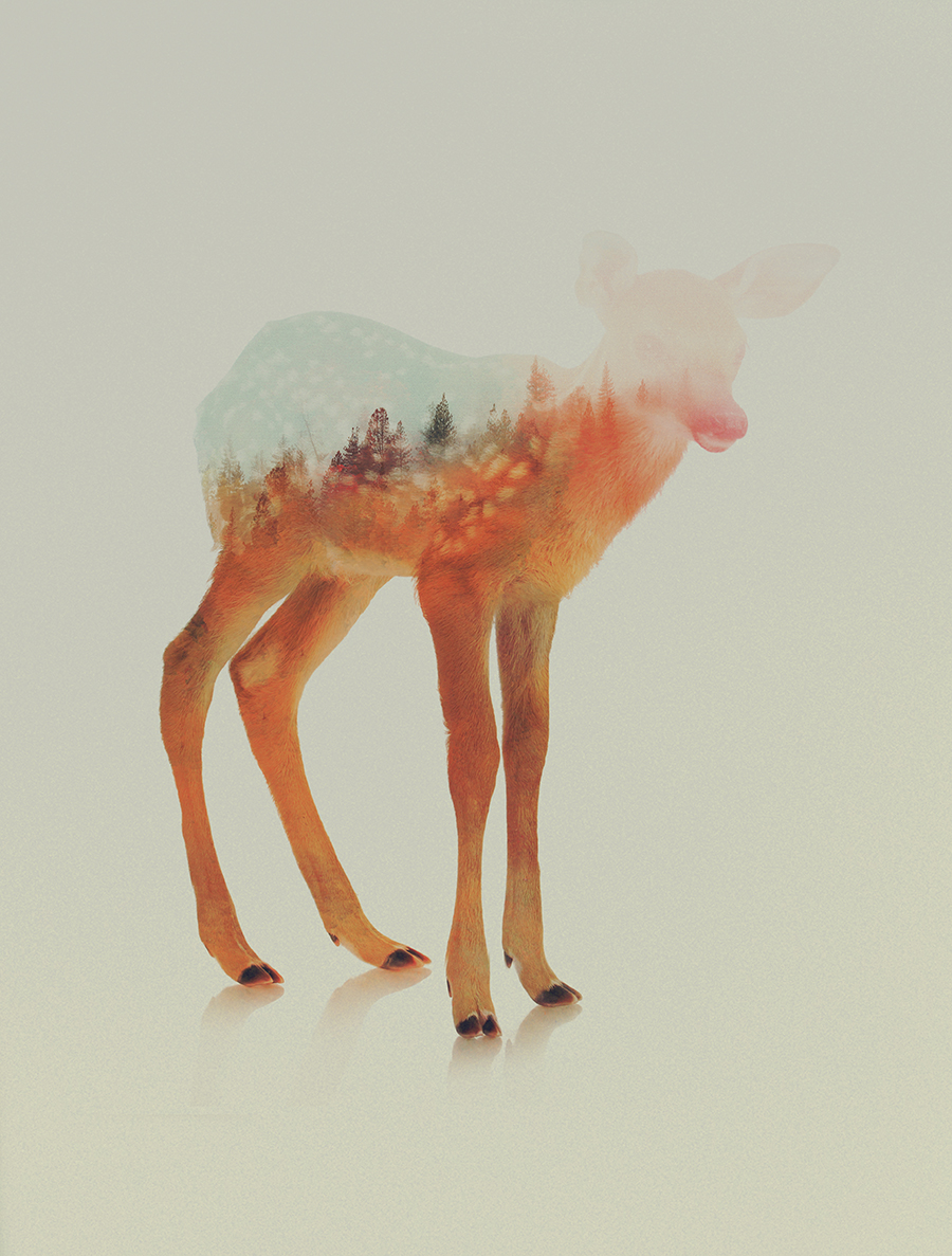 03-Fawn-Andreas-Lie-Animals-in-Photographic-Double-Exposures-www-designstack-co