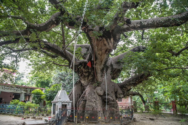 The story of parijata tree which lord krishna gifted to satyabhama