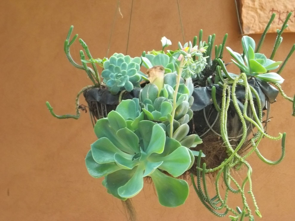 Gardening in Africa Succulents in hanging baskets