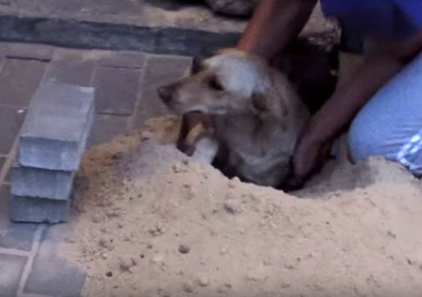 perra enterrada embarazada enterrada viva en plena calle