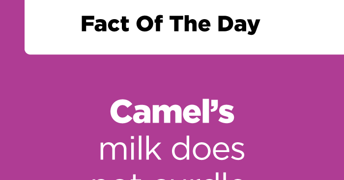 Camel's milk
