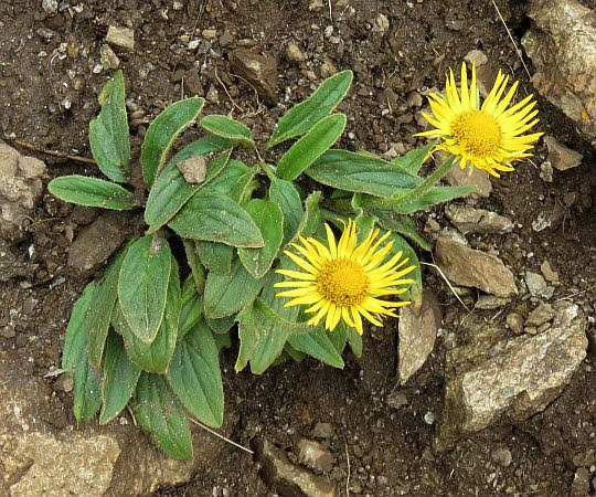 Omieg kozłowiec (Doronicum clusii (All.) Tausch). Omieg kozłowiec (Doronicum clusii (All.) Tausch).