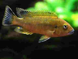 dream meaning of fish dream meaning of fish