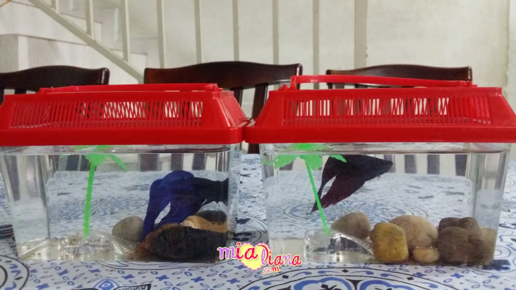 Akuarium Baru Buat Ikan Kesayangan Mia Liana