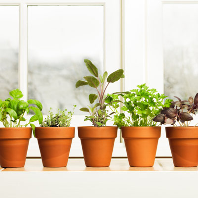 Color It Simple: How To Grow Herbs Indoors For The Winter