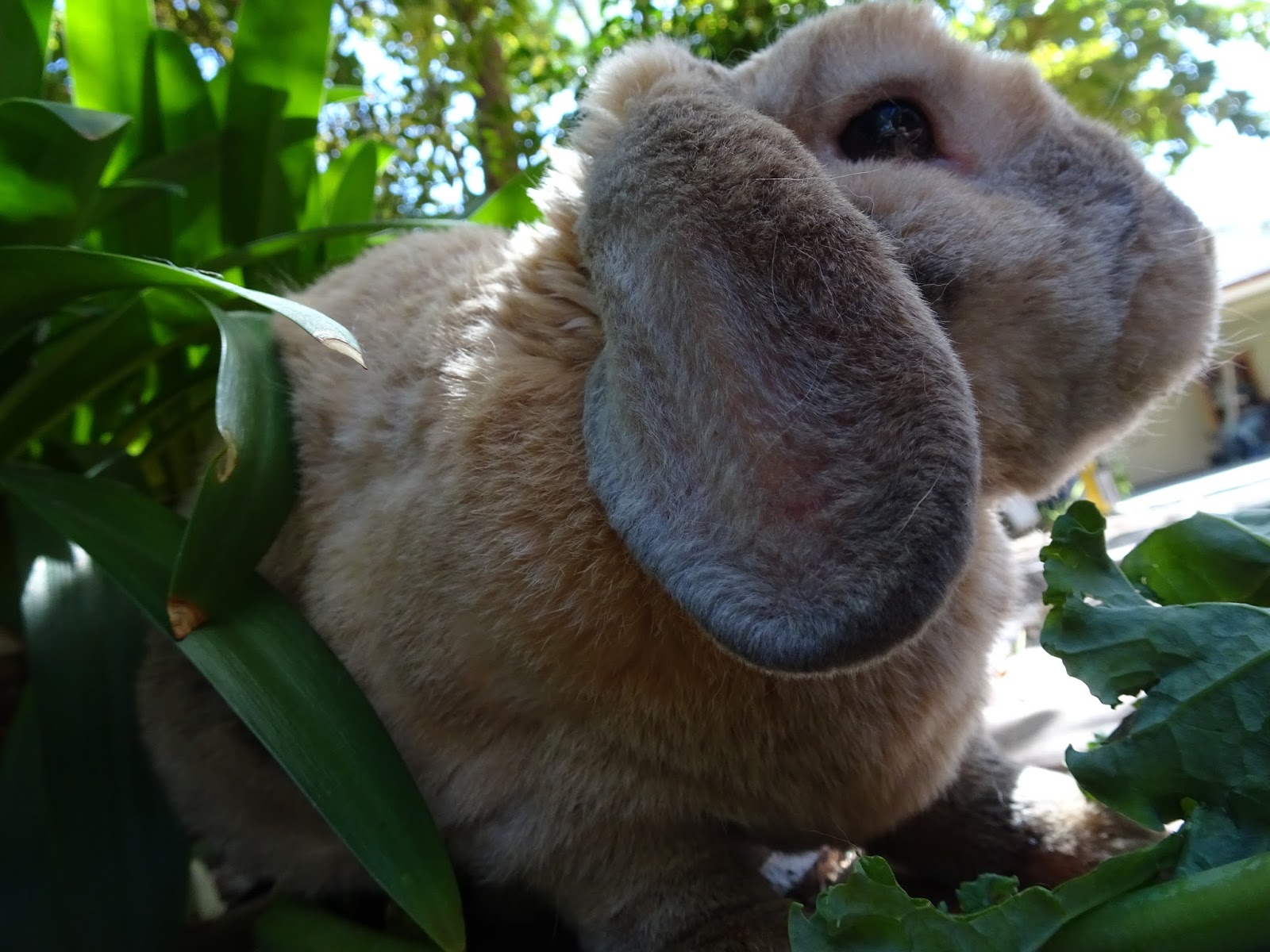 Rabbit Nibbles