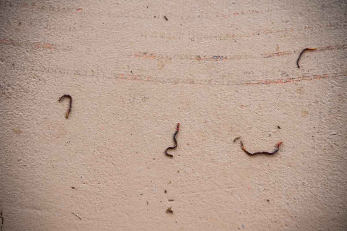 Kissack Adventures Ewwwwwww Worms