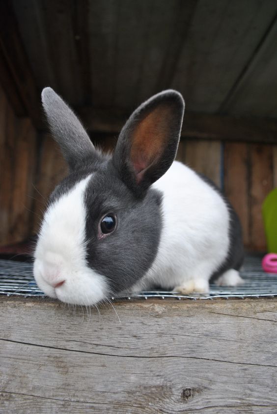 Dutch Rabbit Information and Pictures Amazing Pets For You