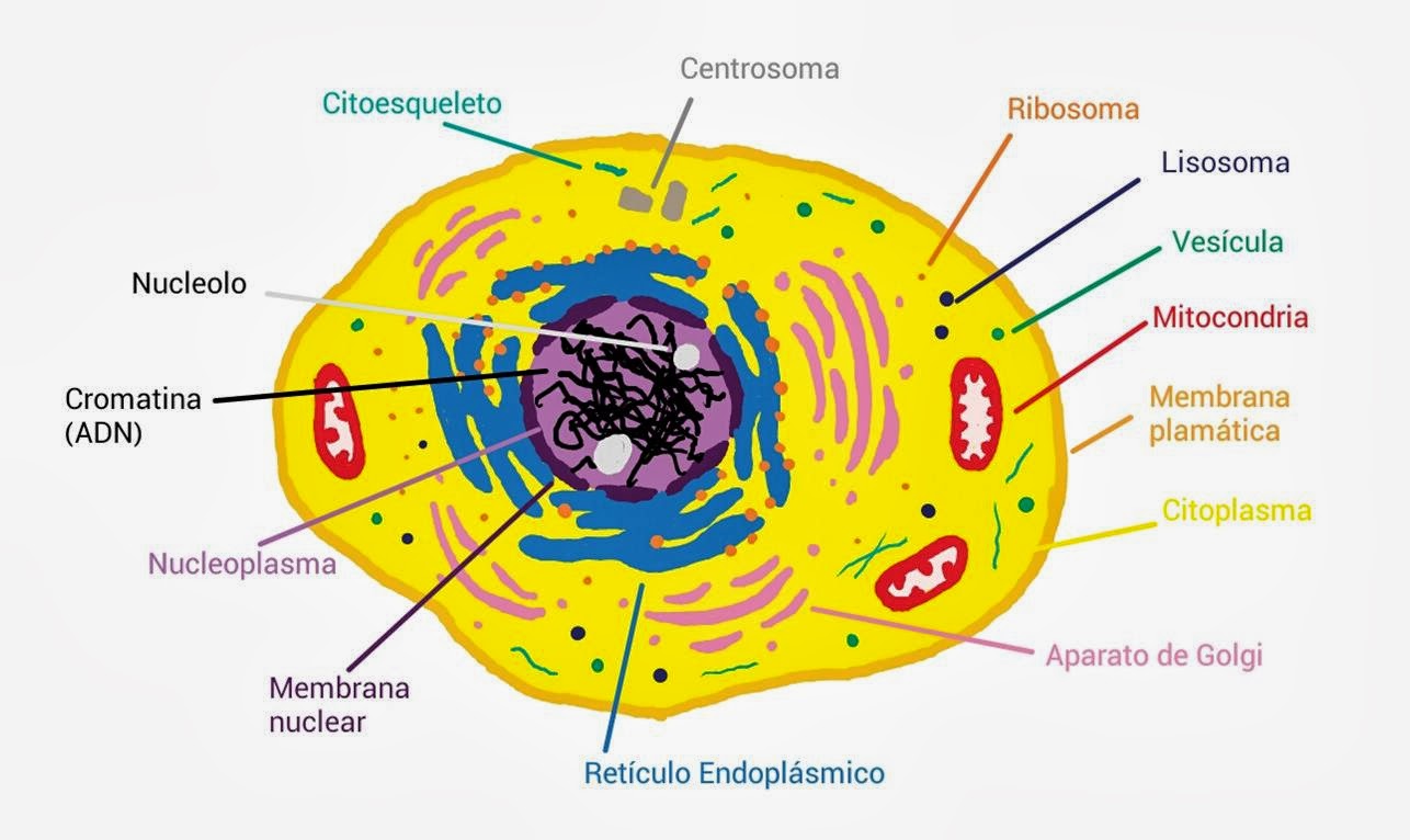 Celula Eucariota Animal Senalando Sus Partes Celula Eucariota Images