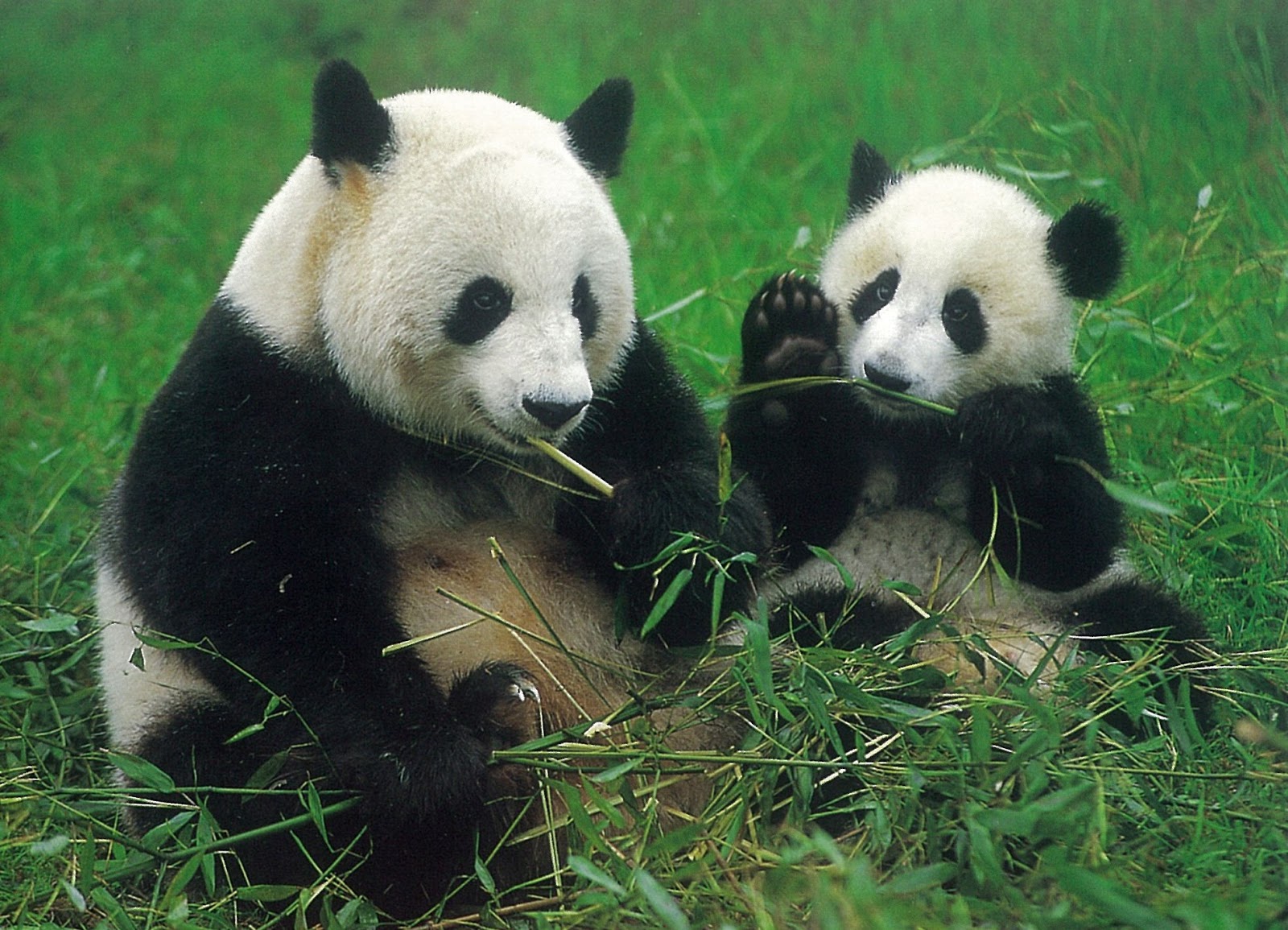 Животные красной книги много животный. Большая Панда или бамбуковый медведь. Большая Панда Международная красная книга. Животные Китая. Красная Панда.