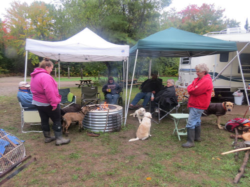 campers and dogs and a goat