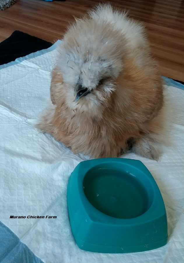 Feeding a sick chicken Murano Chicken Farm