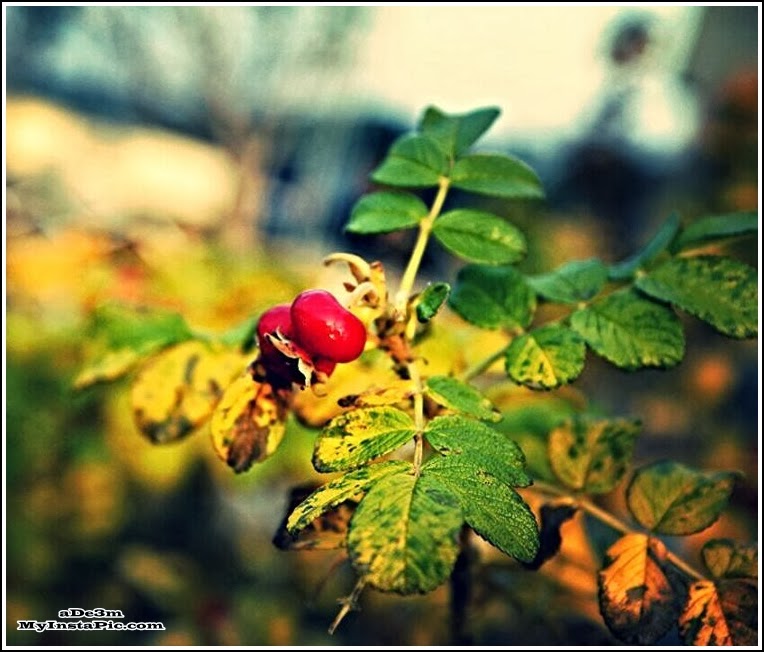 MyInstaPic Dead Roses