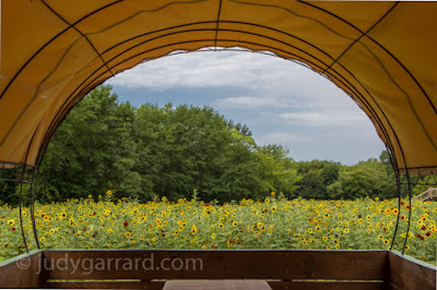 Covered Wagon and Sunflower Field